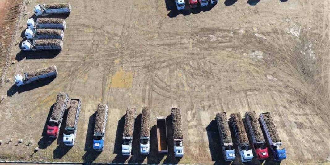 56 köyden 1500 üreticinin emeği! 320 bin ton üretimin 1,7 milyar TL katkı sağlaması bekleniyor! 1